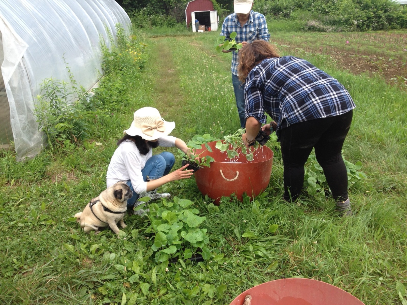Food, Farm, and Sustainability students dipping squash plants in Organic Kaolin Clay to protect them from pests.
