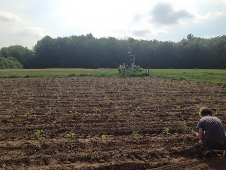 Transplanting tomato starts into the ground