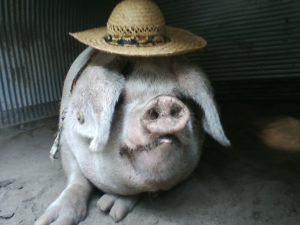 Sow in straw hat