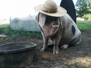 Sow in hat with water bin