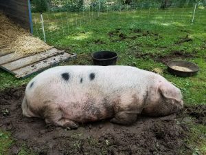 Boar sleeping in mud