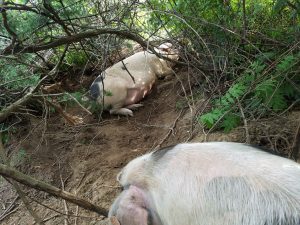 Two sows in brush