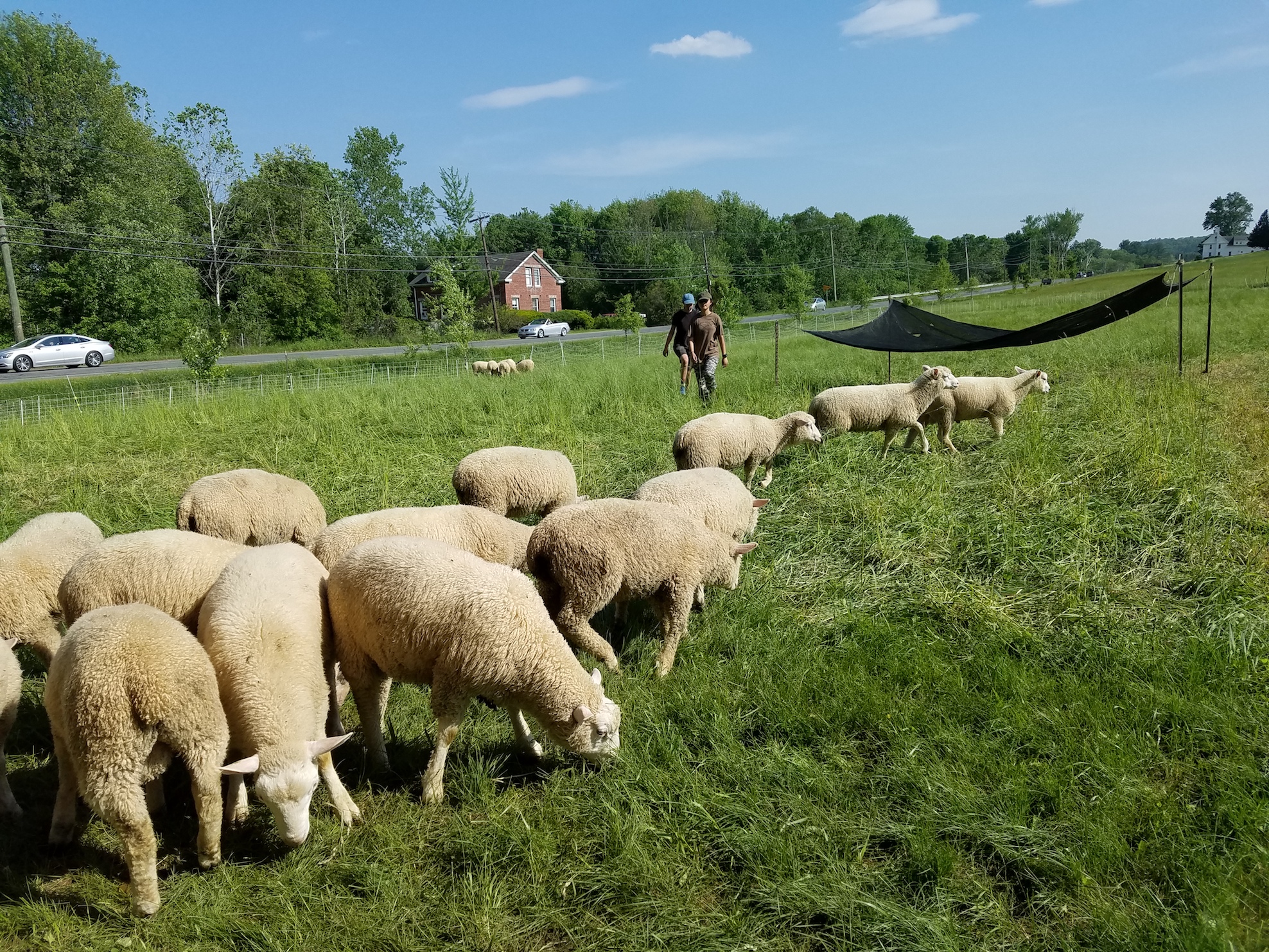 Flock of lambs in foreground with two students walking towards them