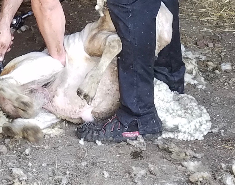 shearing moccasins