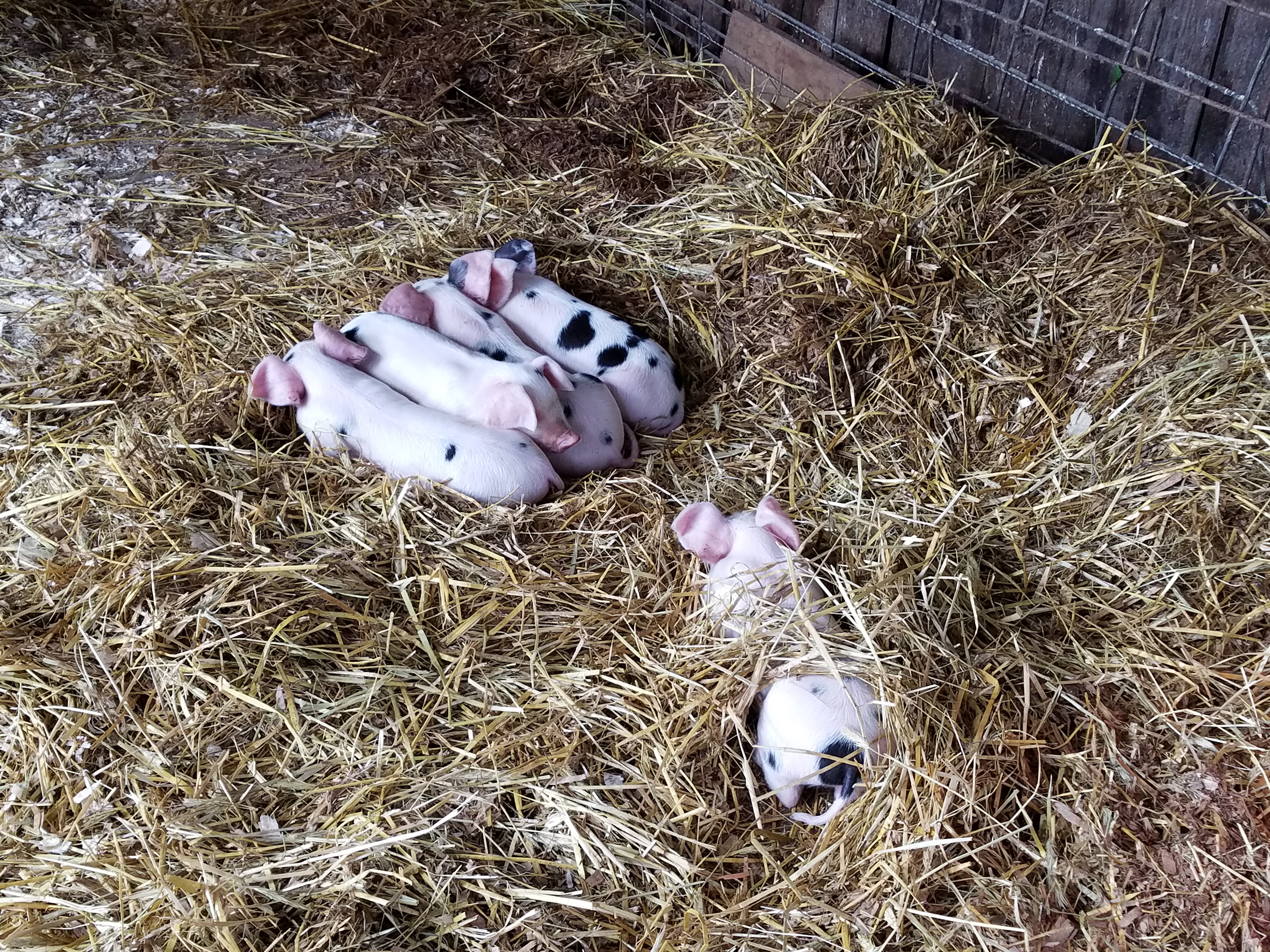 several piglets in pile of hay