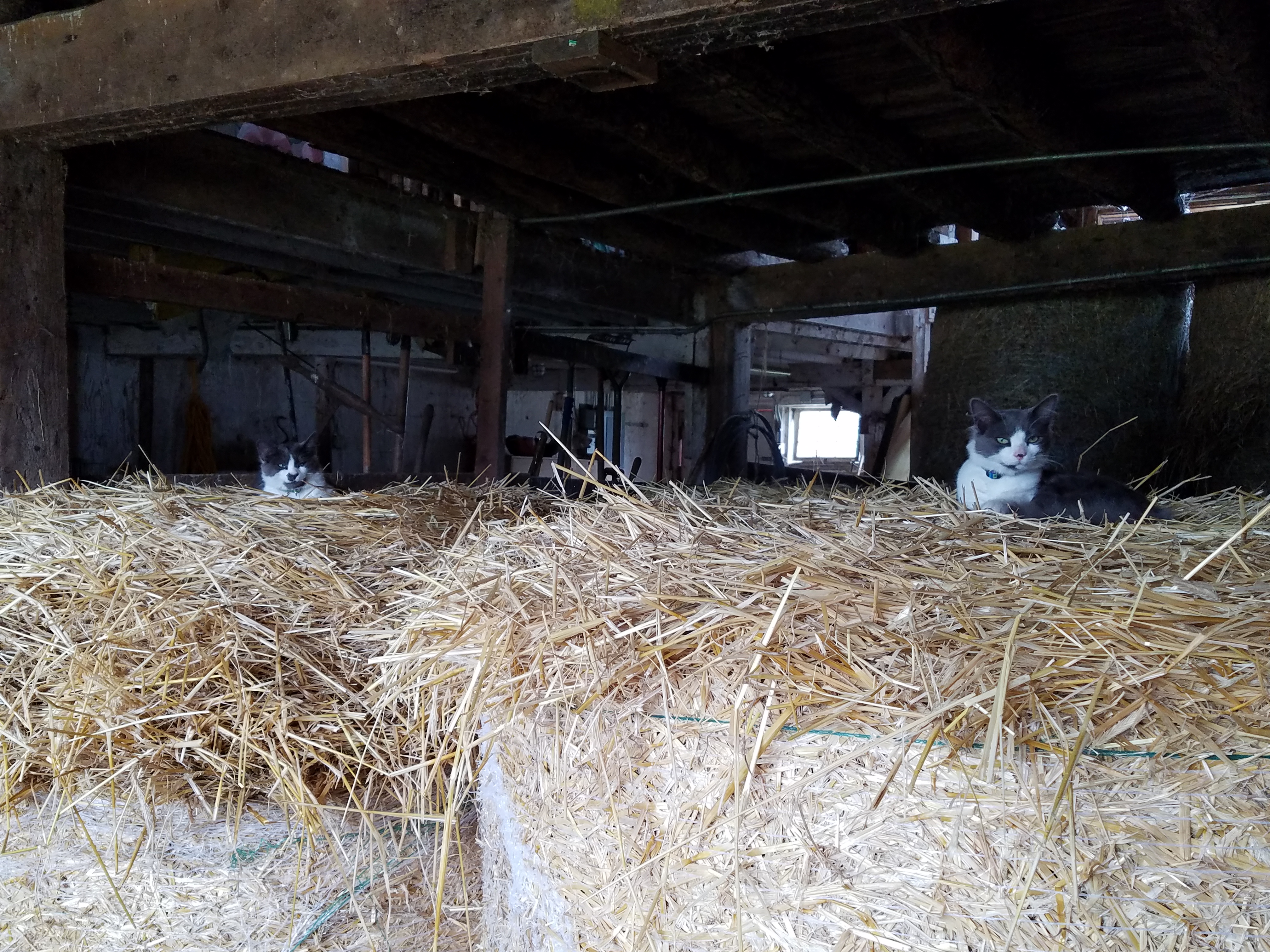 kittens on hay bales