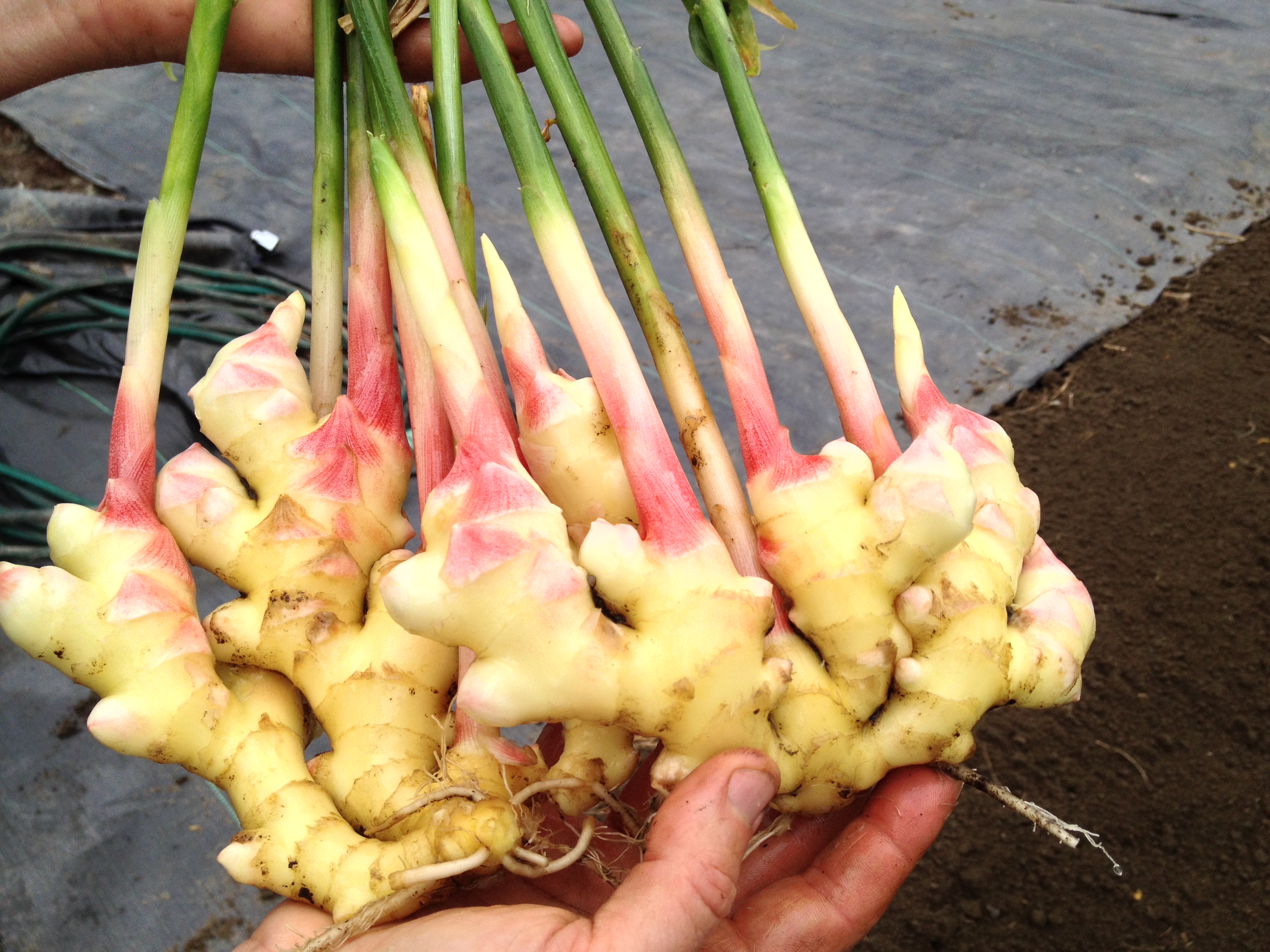 hands holding baby ginger root