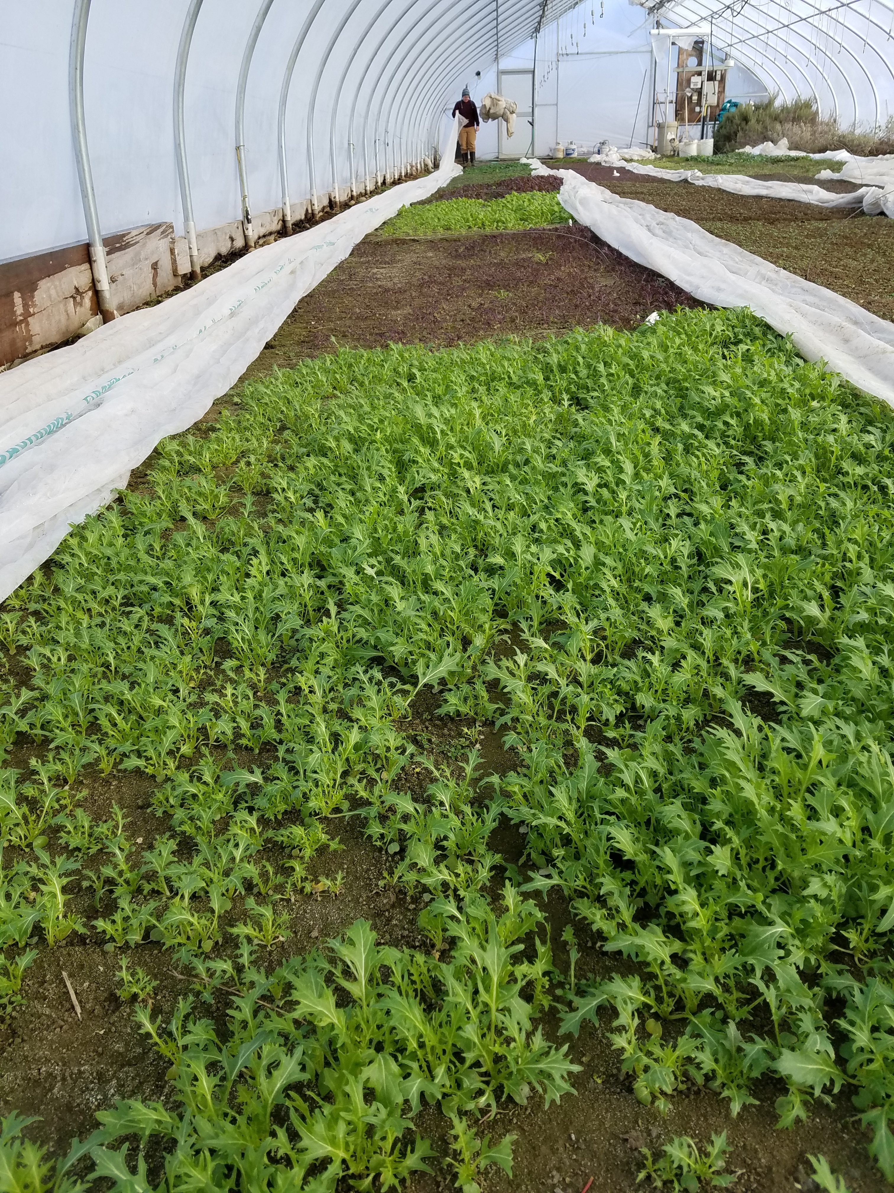 baby greens in a large greenhouse