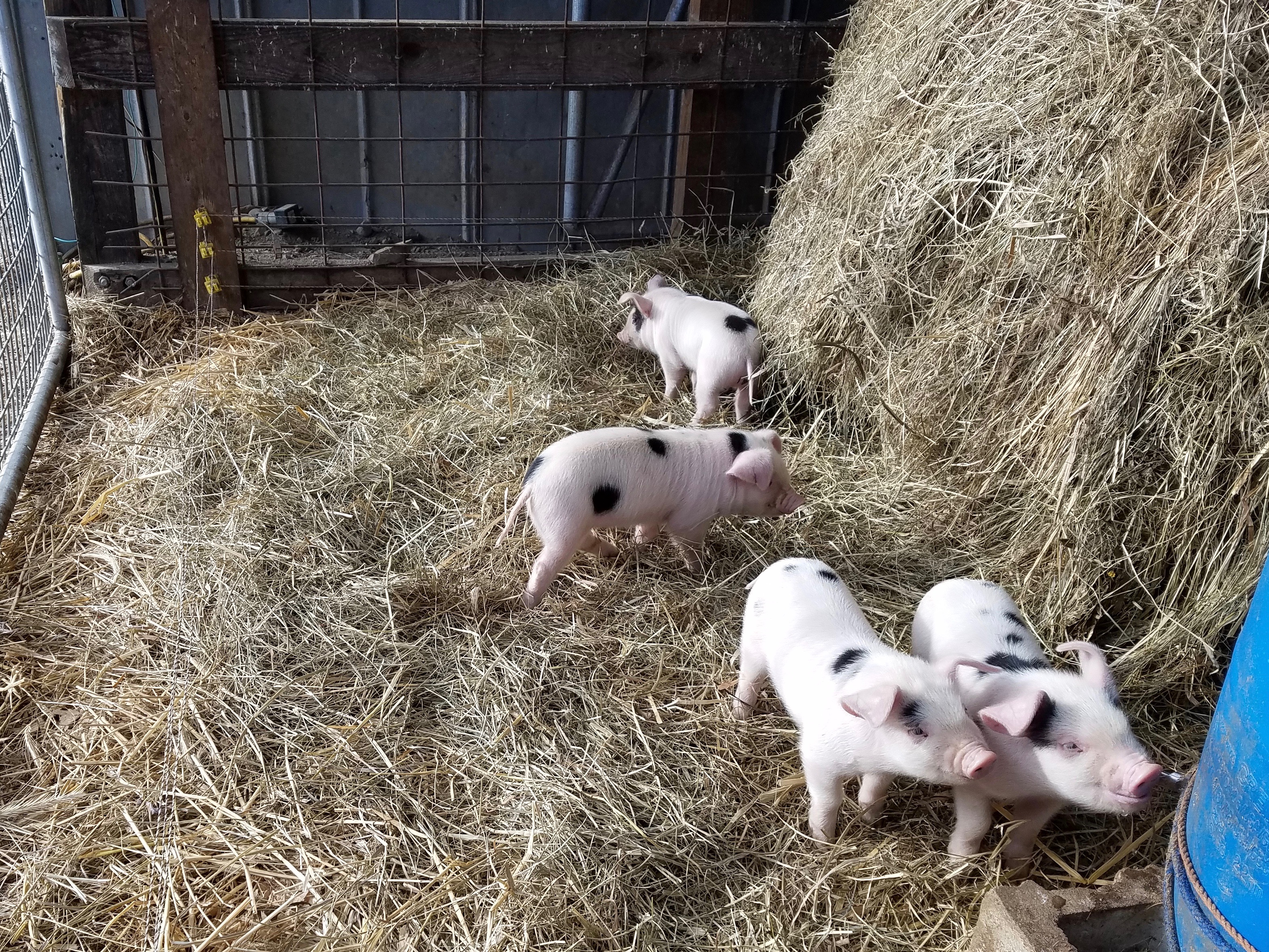 4 small piglets in hay