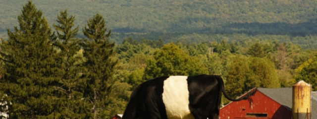 cow on Hampshire's farm