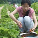 student picking strawberries