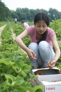 student picking strawberries