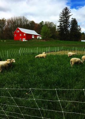 lambs in grass with CSA barn
