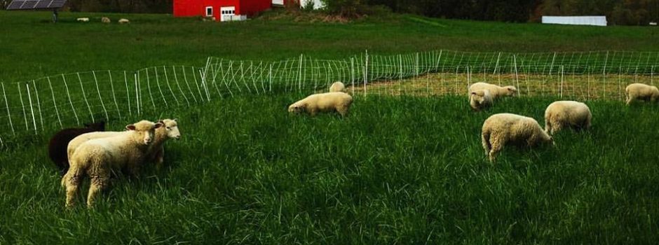 lambs in grass with CSA barn