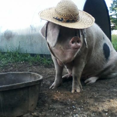 Sow in straw hat by waterer