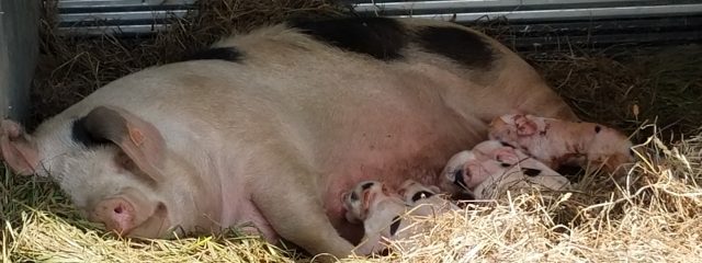 Nursing sow with 5 piglets
