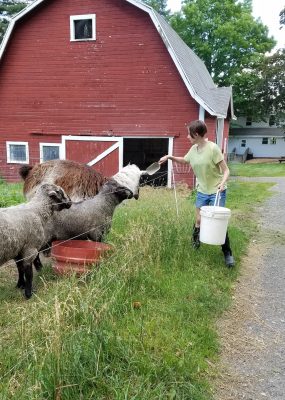 student feeding sheep and llama