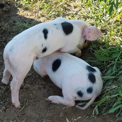 two piglets in field