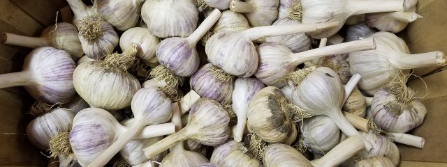 basket full of garlic bulbs