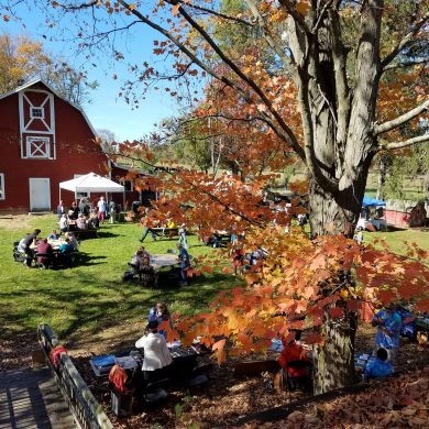 fall festival with barn and sugar maple tree