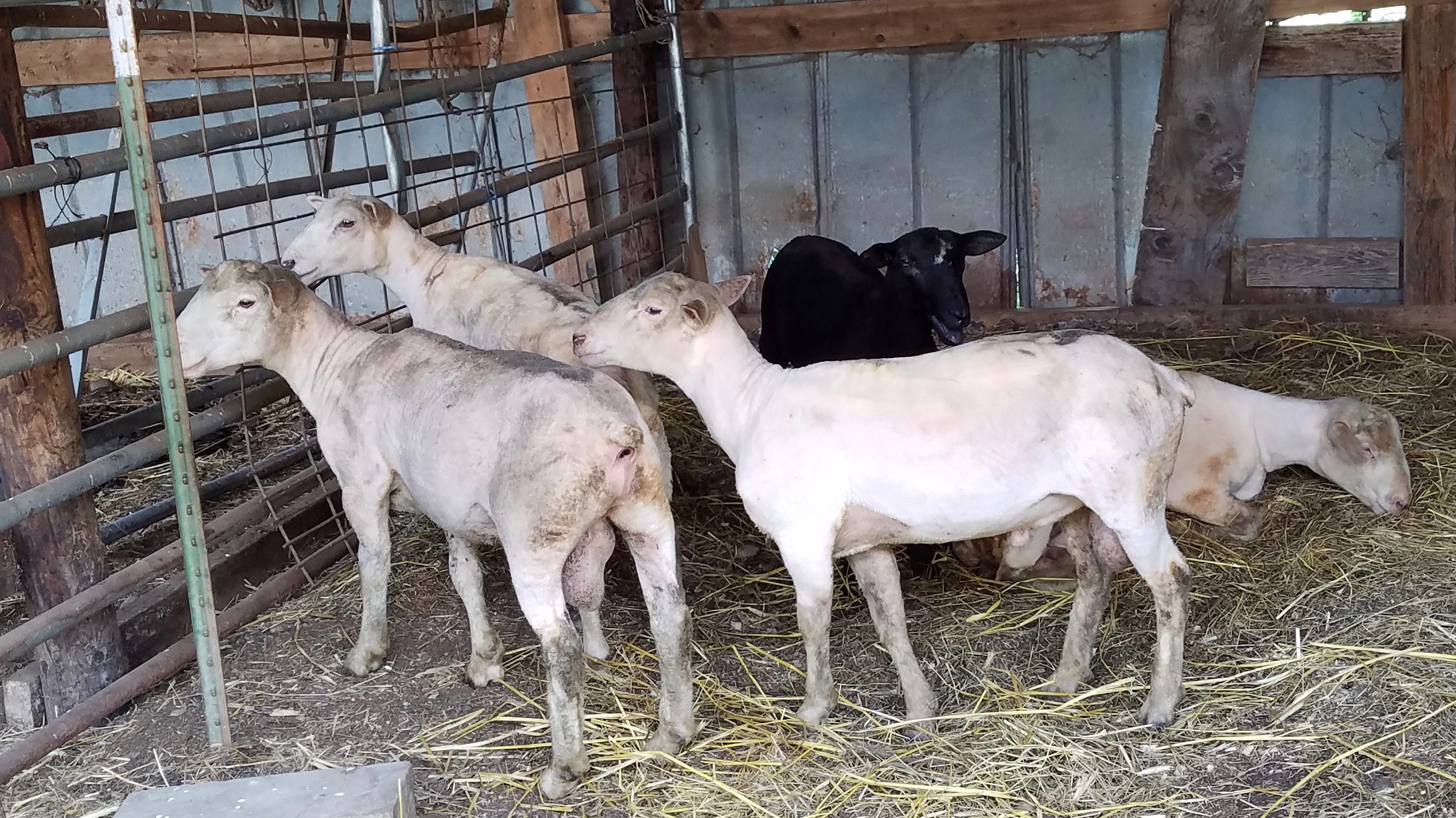 Food, Farm, and Sustainability » Sheep shearing at the farm