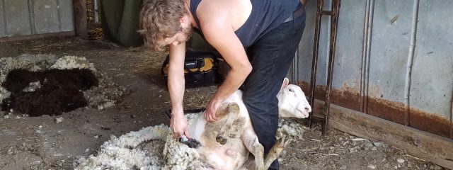 man shearing sheep