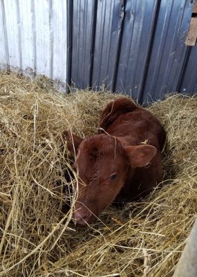 red calf in straw