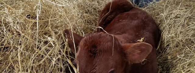 red calf in straw
