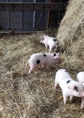 piglets in hay