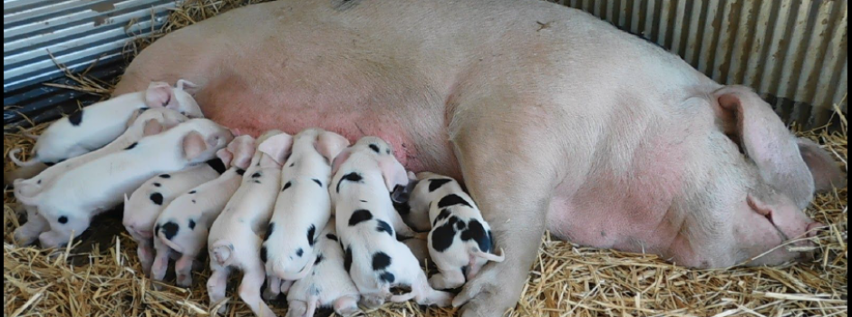 Nursing sow with piglets