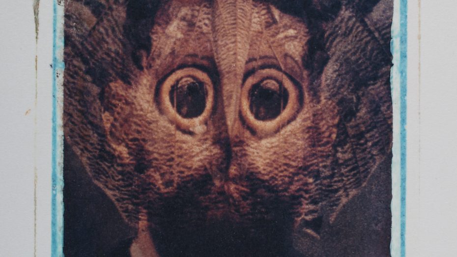 A transferred photograph of man over whose face is overlaid a photograph of a pinned moth.