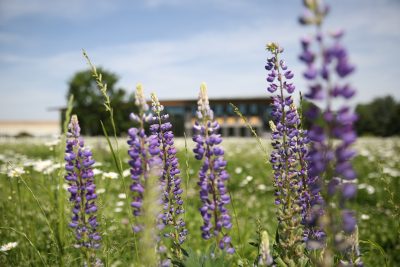 Lupin flowers in meadow in front of R.W. Kern Center.