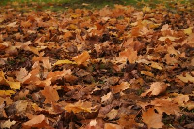 A picture of brown leaves on the ground with a little green grass in the back.