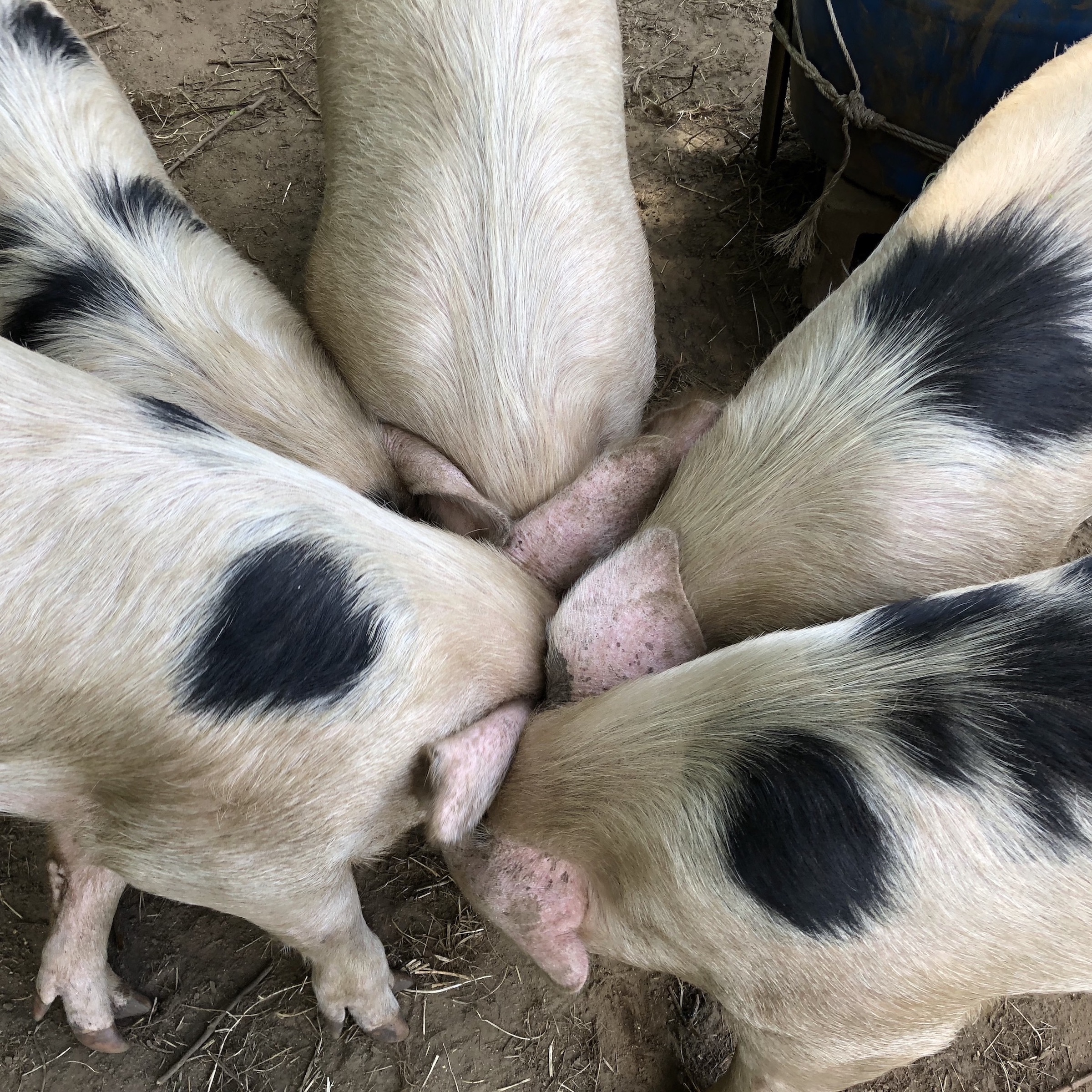 Five pigs with black patches of fur eating something in the mud.